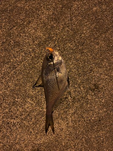 ハタンポの釣果