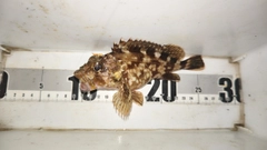 ガシラの釣果