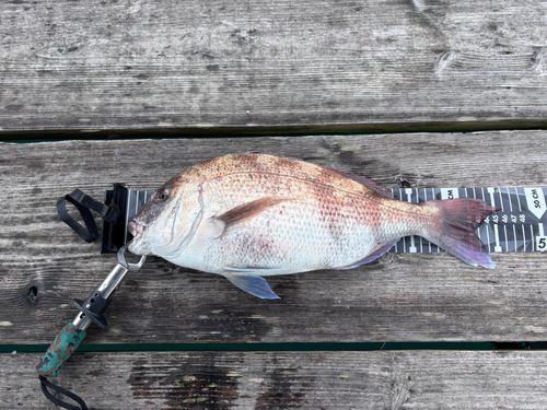マダイの釣果