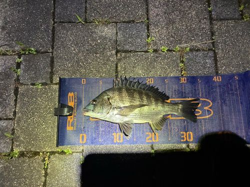 チヌの釣果