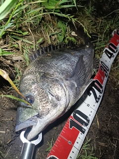 チヌの釣果