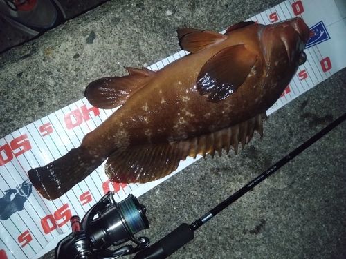 アコウの釣果