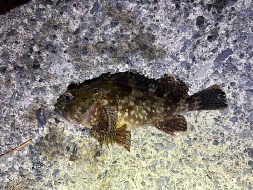 カサゴの釣果