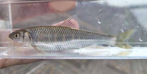 オイカワの釣果