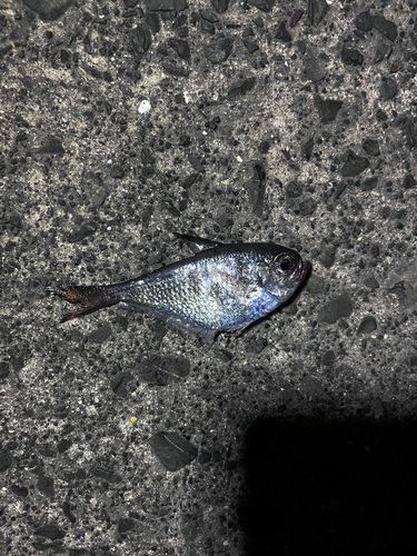 ハタンポの釣果