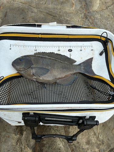 メジナの釣果
