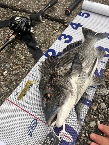 チヌの釣果
