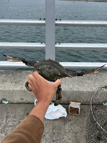 タイワンガザミの釣果
