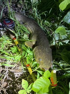 ナマズの釣果