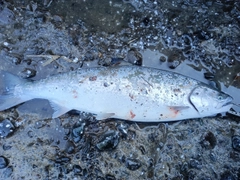 サクラマスの釣果