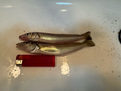 キスの釣果
