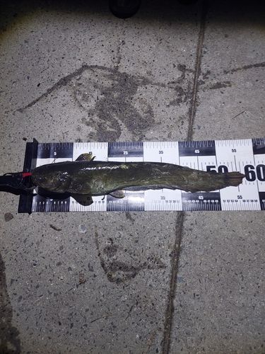 ニホンナマズの釣果