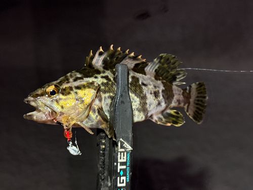 タケノコメバルの釣果