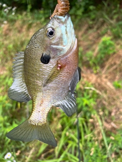 ブルーギルの釣果