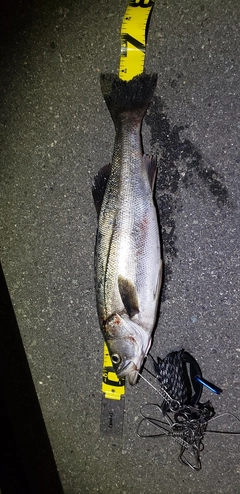 シーバスの釣果