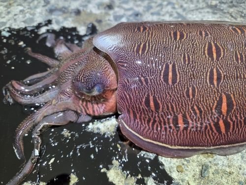 モンゴウイカの釣果