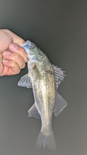 セイゴ（マルスズキ）の釣果