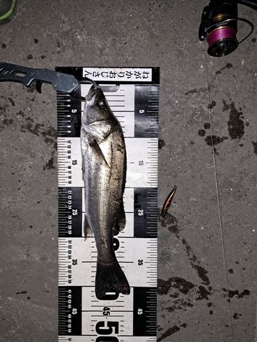 シーバスの釣果