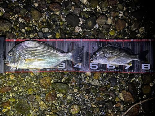ヘダイの釣果