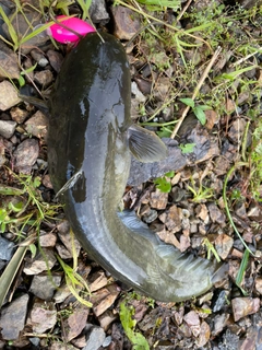 ナマズの釣果