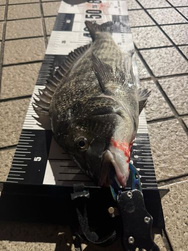 クロダイの釣果