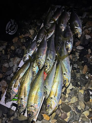 アジの釣果