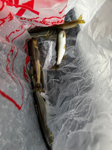 アユの釣果