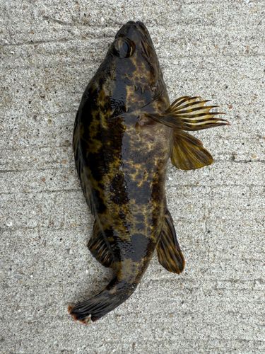 タケノコメバルの釣果