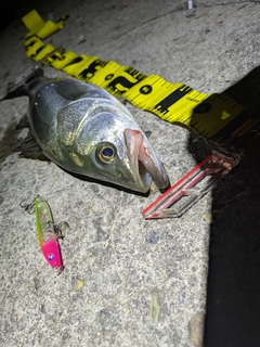 シーバスの釣果