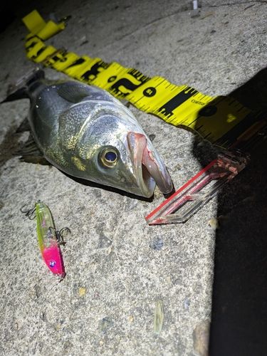シーバスの釣果