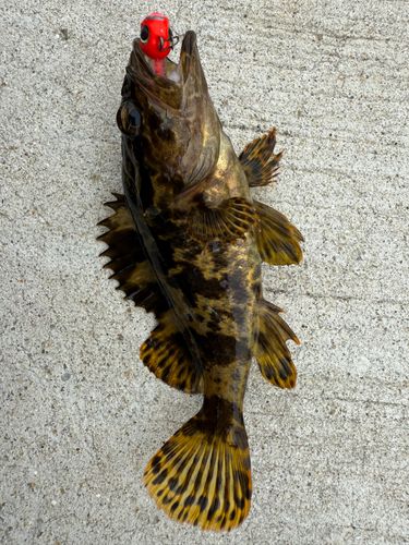 タケノコメバルの釣果