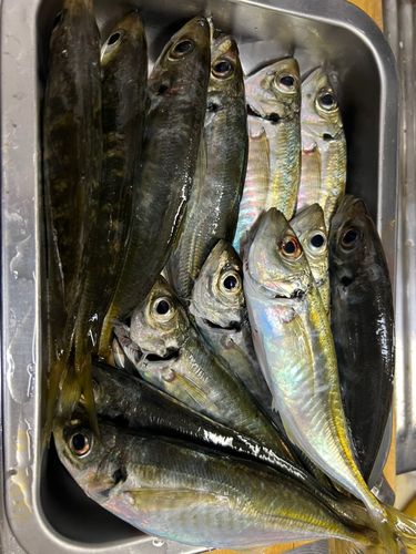 アジの釣果