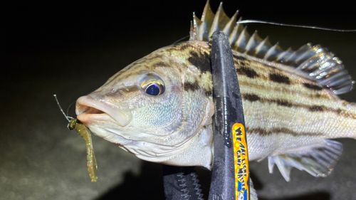 シマイサキの釣果