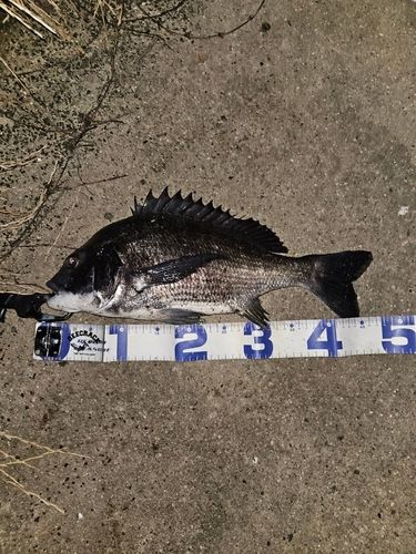 クロダイの釣果