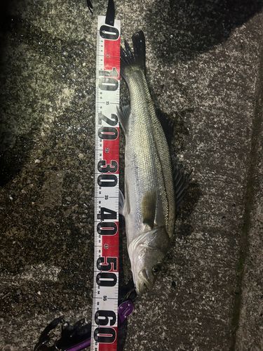 スズキの釣果