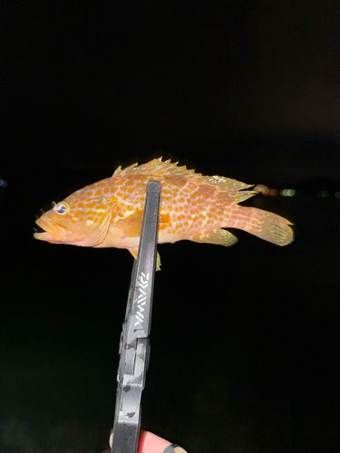 アコウの釣果