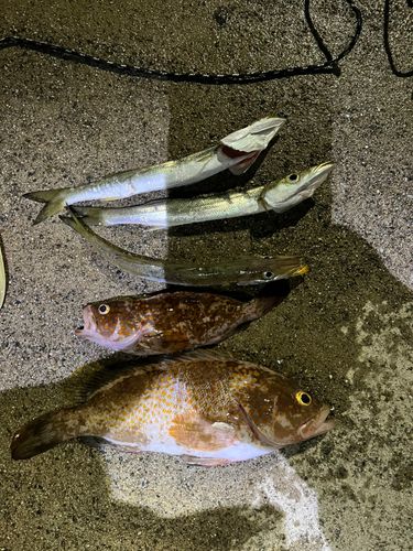 キジハタの釣果