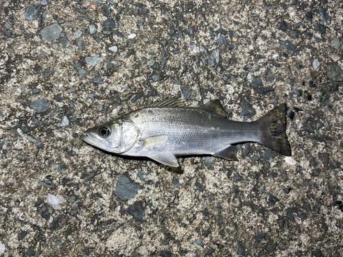 セイゴ（ヒラスズキ）の釣果