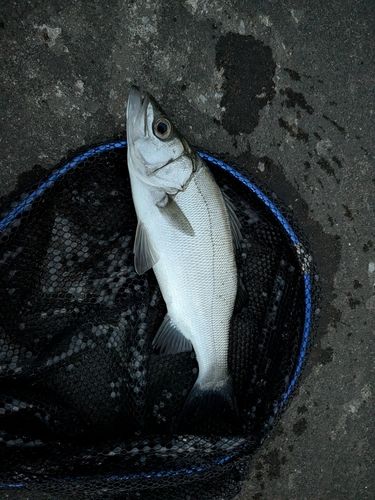 セイゴ（ヒラスズキ）の釣果