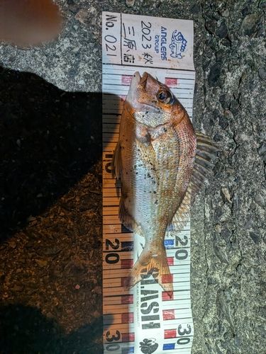 マダイの釣果