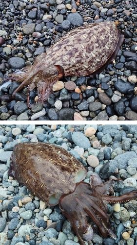 モンゴウイカの釣果