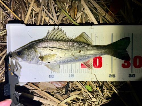 セイゴ（マルスズキ）の釣果