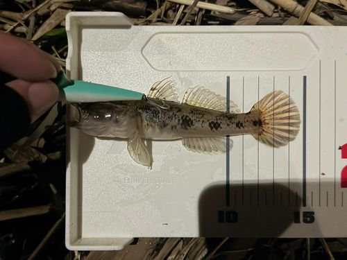 ハゼの釣果