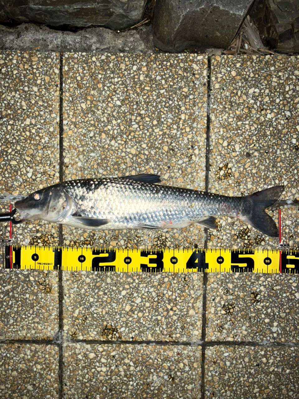 SHIMANO 18ディアルーナ S96MLの最安値・インプレ・釣果 | 本音の