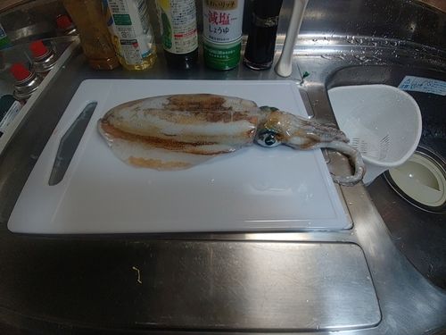 アオリイカの釣果
