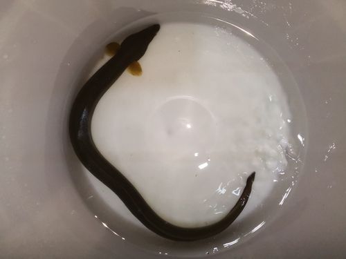 ウナギの釣果