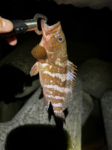 アコウの釣果