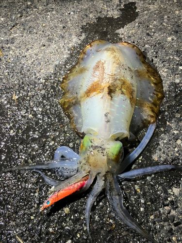 アオリイカの釣果