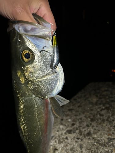 スズキの釣果