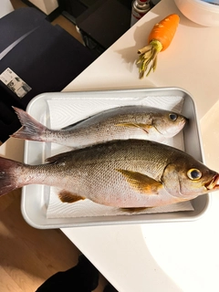 イサキの釣果